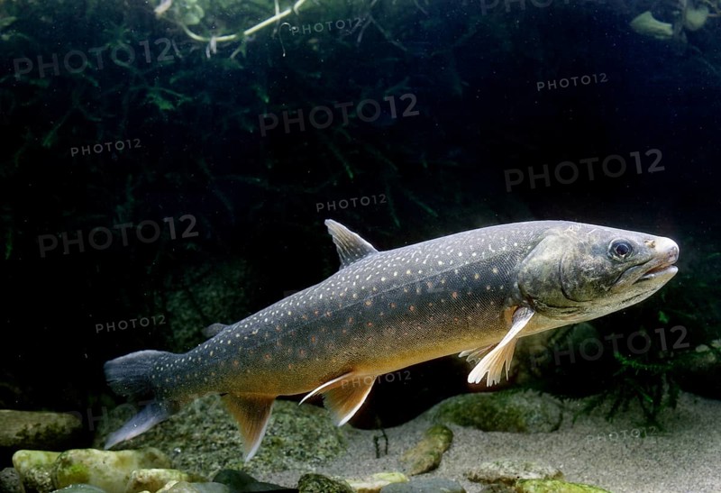 Arctic Shar (Salvelinus alpinus)