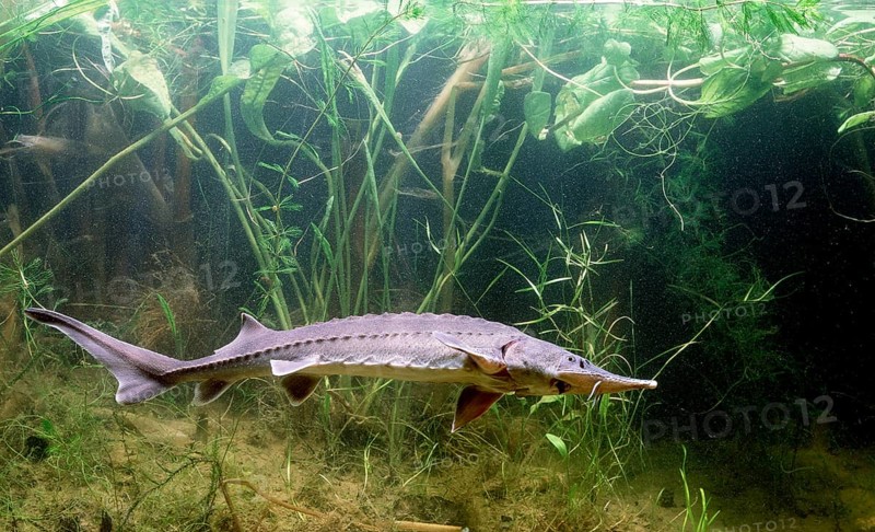 Siberian Sturgeon (Acipenser baerii)