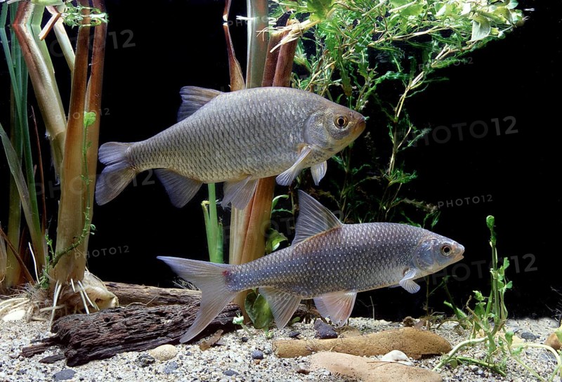 Common Rudd (Scardinius erythrophthalmus)