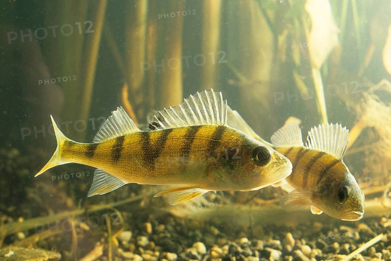 European Perches (Perca fluviatilis)