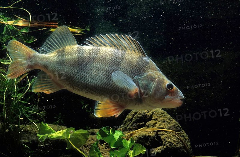 European Perch (Perca fluviatilis)