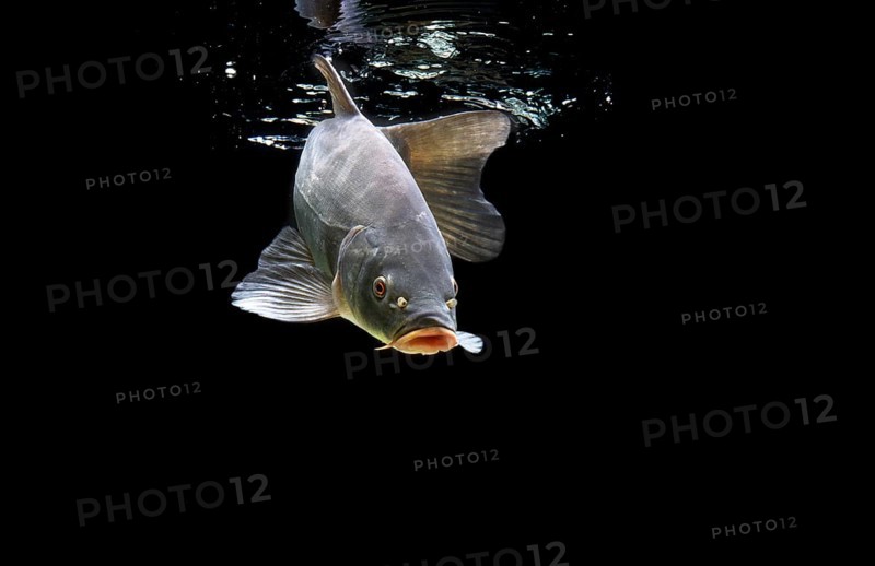 Tench or Doctor Fish (Tinca tinca)