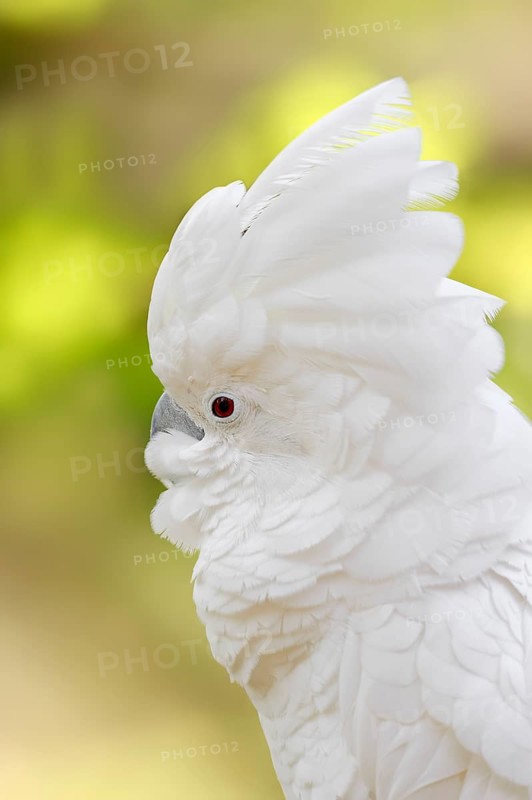White Cockatoo or Umbrella Cockatoo (Cacatua alba)