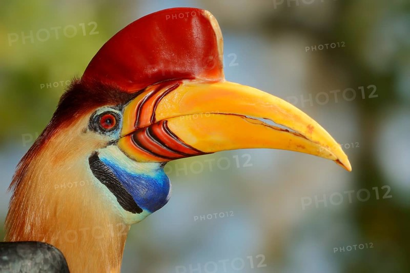 Knobbed hornbill or Sulawesi Wrinckled Hornbill (Aceros cassidix)