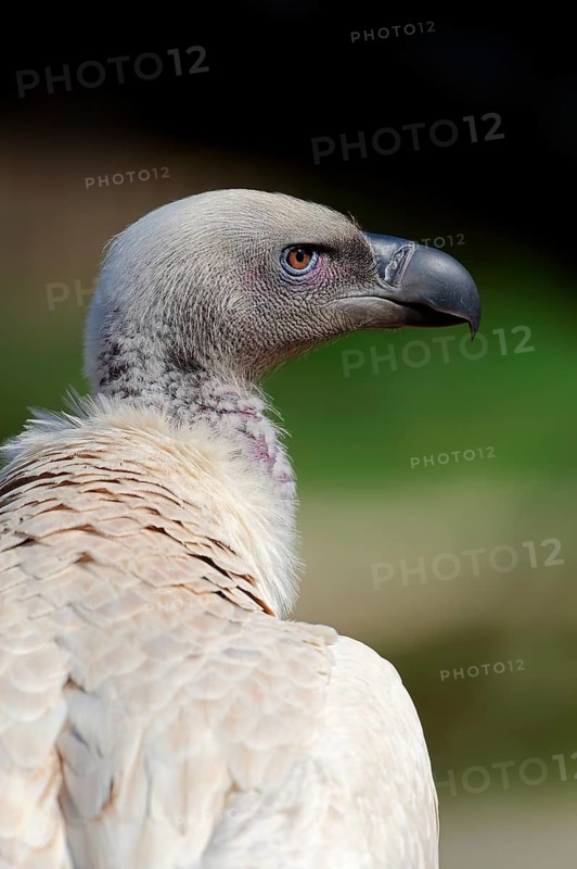 Cape Griffon or Cape Vulture