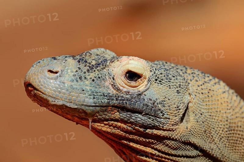 Komodo Dragon (Varanus komodoensis)