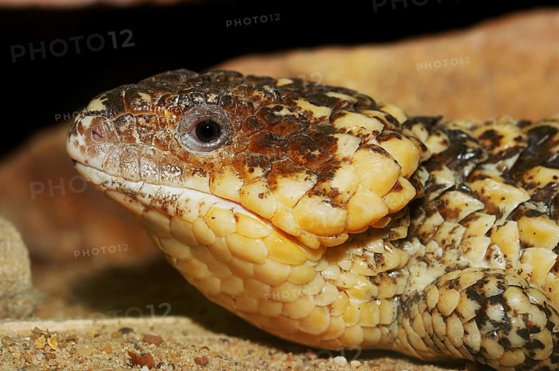 Bobtail Skink or Western Shingleback (Tiliqua rugosa