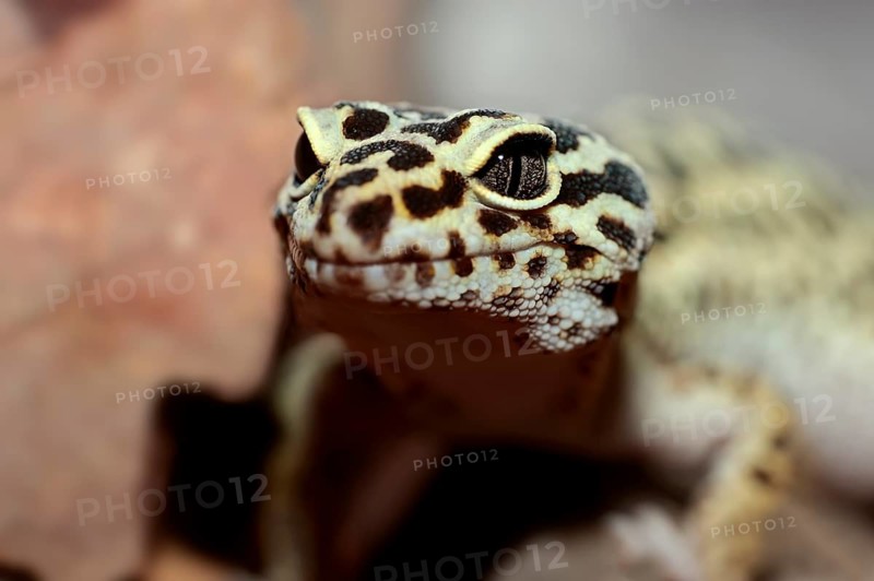 Leopard Gecko (Eublepharis macularius)