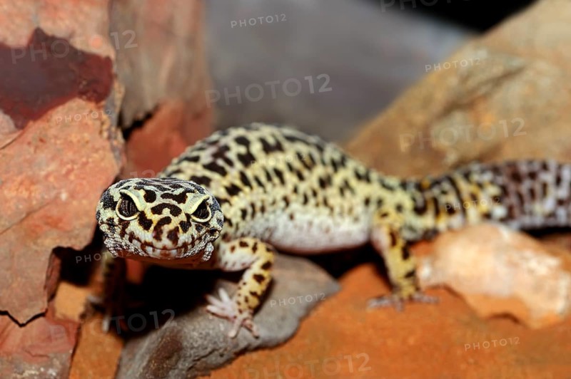 Leopard Gecko (Eublepharis macularius)