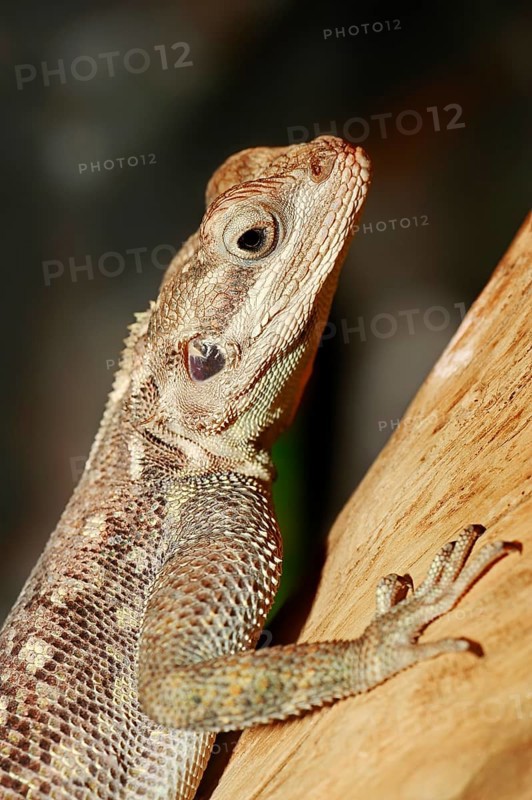Common Agama