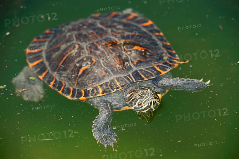 Western Painted Turtle (Chrysemys picta bellii)