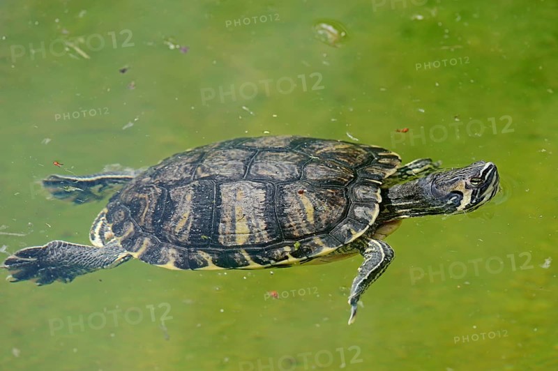 Red-eared Slider (Trachemys scripta elegans