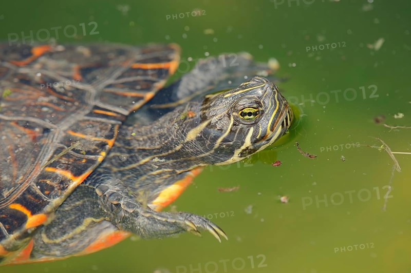 Western Painted Turtle (Chrysemys picta bellii)