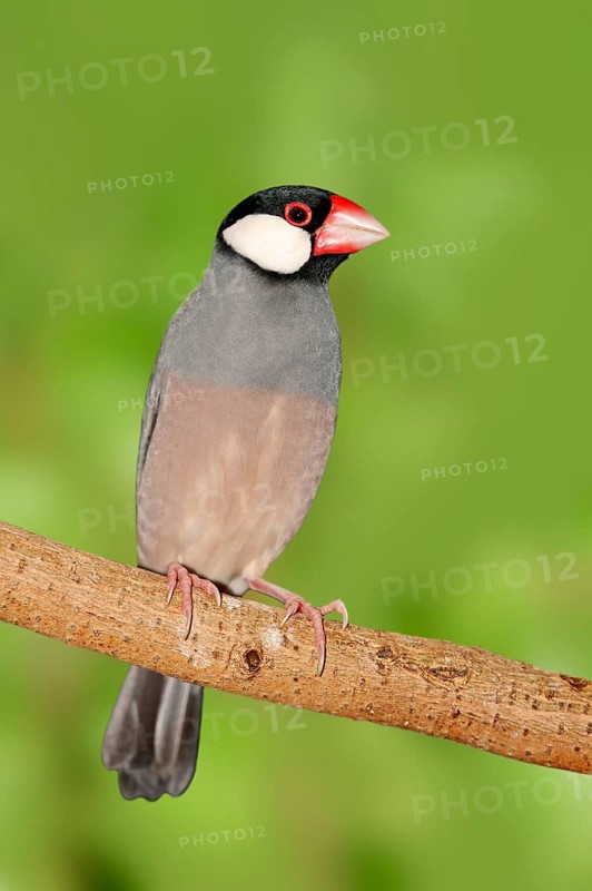 Java Sparrow