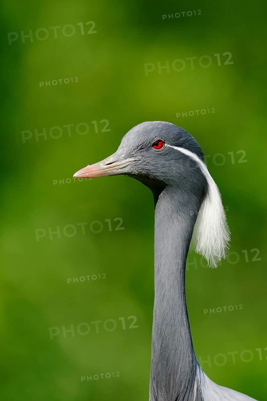 Demoiselle crane (Anthropoides virgo