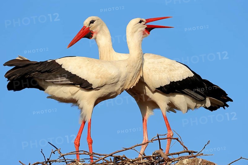 White storks (Ciconia ciconia)