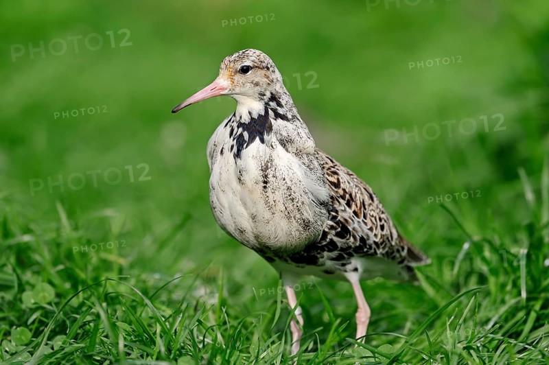 Ruff (Philomachus pugnax)