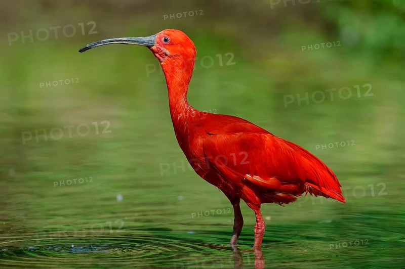 Scarlet Ibis (Eudocimus ruber)