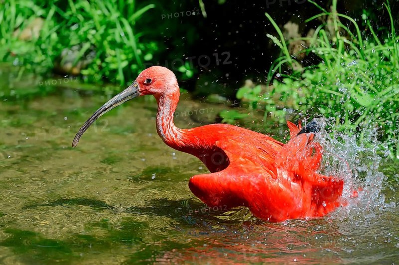 Scarlet Ibis (Eudocimus ruber)
