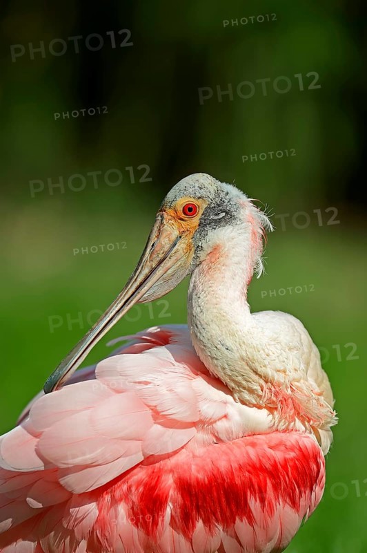 Roseate Spoonbill (Ajaia ajaja