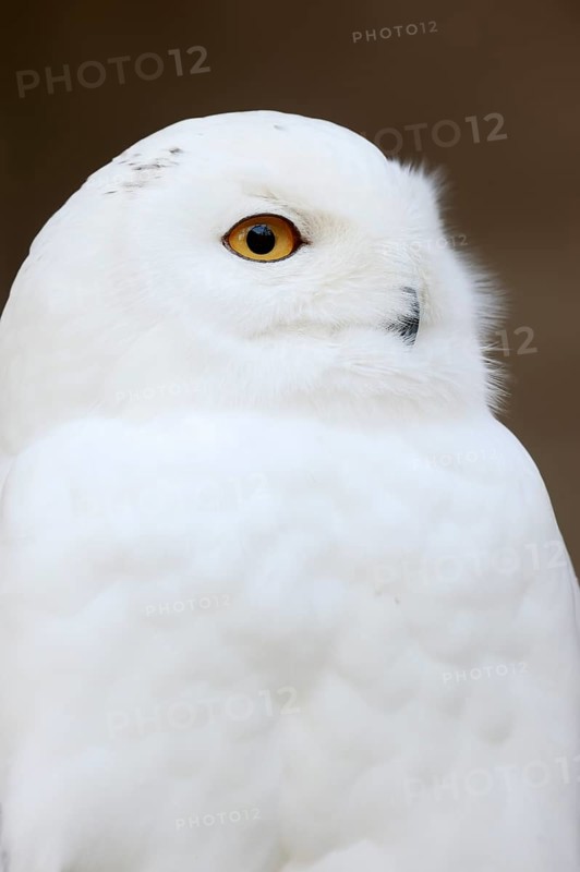 Snowy Owl (Bubo scandiacus