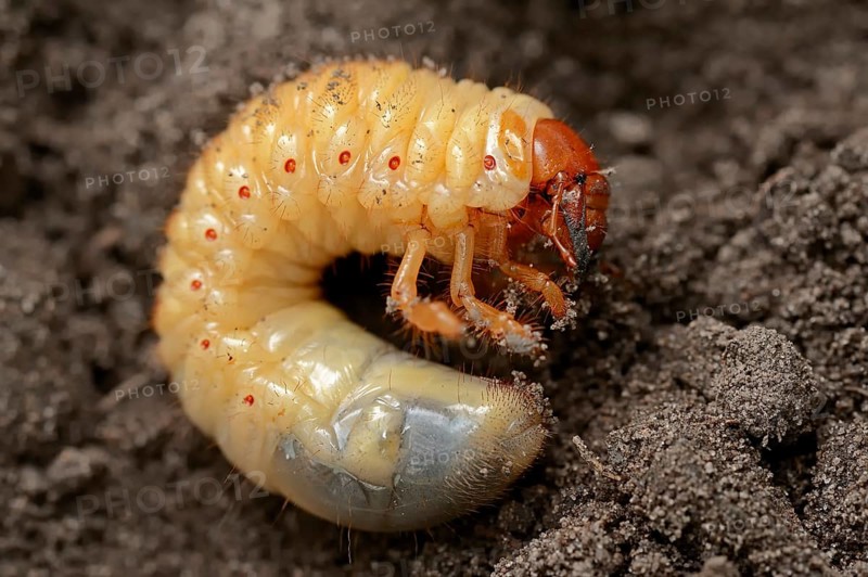 Cockchafer