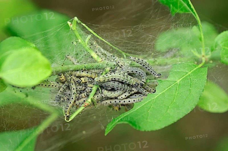 Orchard Ermine (Yponomeuta padella)