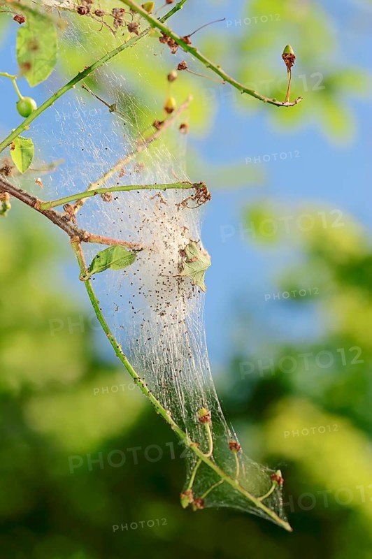 Bird cherry-moth (Yponomeuta evonymella)