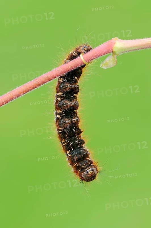 Caterpillar of the Drinker moth (Philudoria potatoria)
