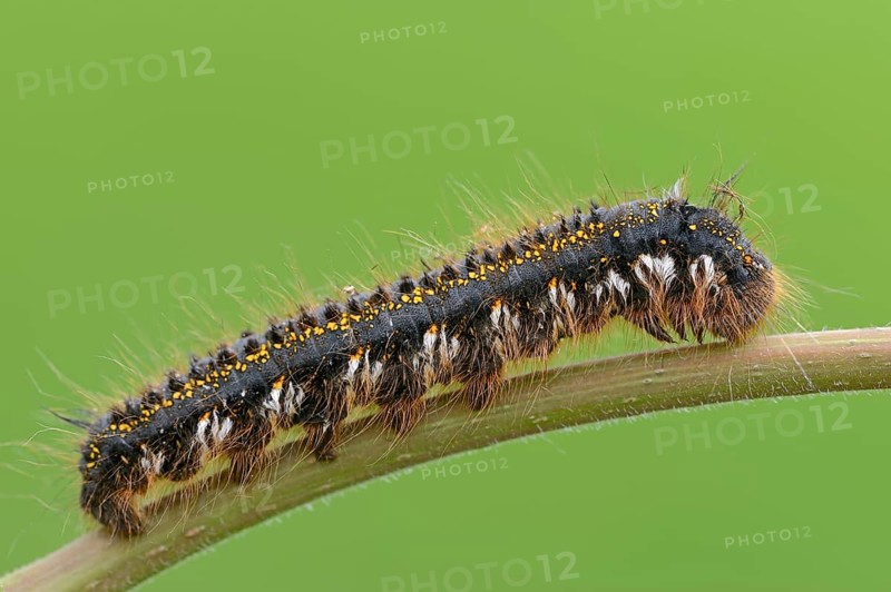 Caterpillar of the Drinker moth (Philudoria potatoria)