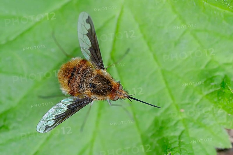 Large Bee Fly (Bombylius major)