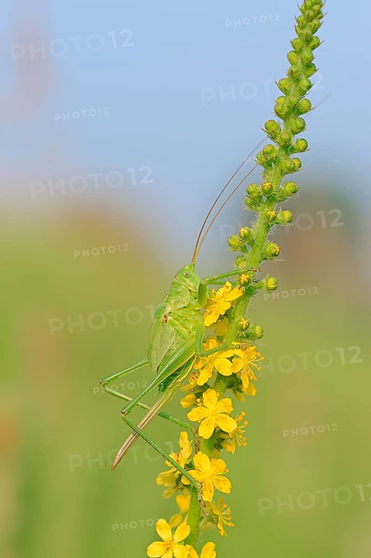 Great Green Bush Cricket (Tettigonia viridissima)