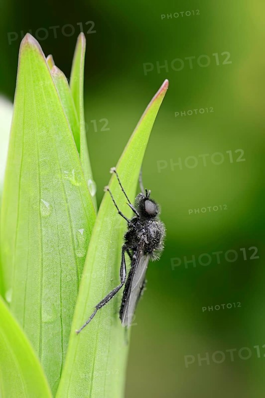 St Mark's Fly (Bibio marci)