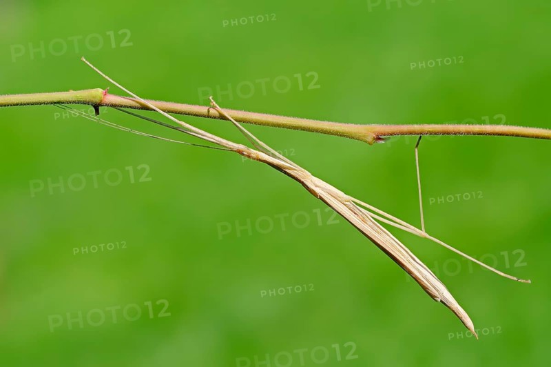 Pink-winged stick insect (Sipyloidea sipylus)