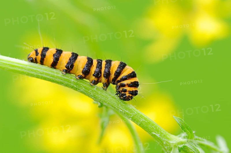 Caterpillar of the Cinnabar Moth (Tyria jacobaeae)