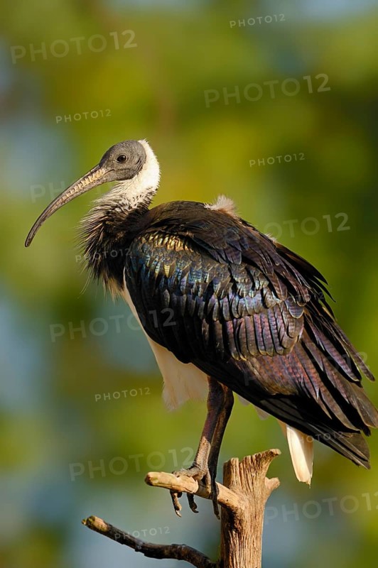 Straw-necked Ibis (Threskiornis spinicollis