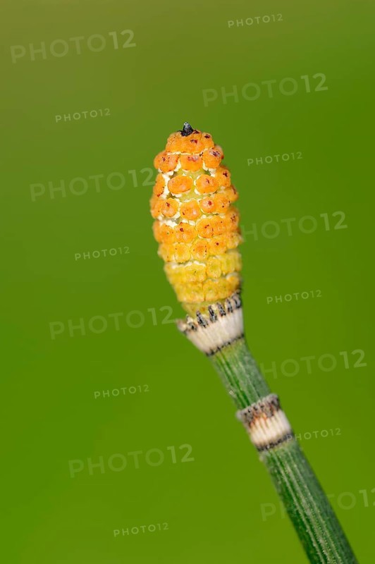 Rough horsetail (Equisetum hyemale)