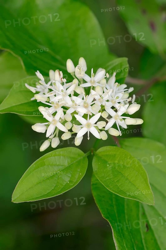 Common dogwood (Cornus sanguinea) flowers