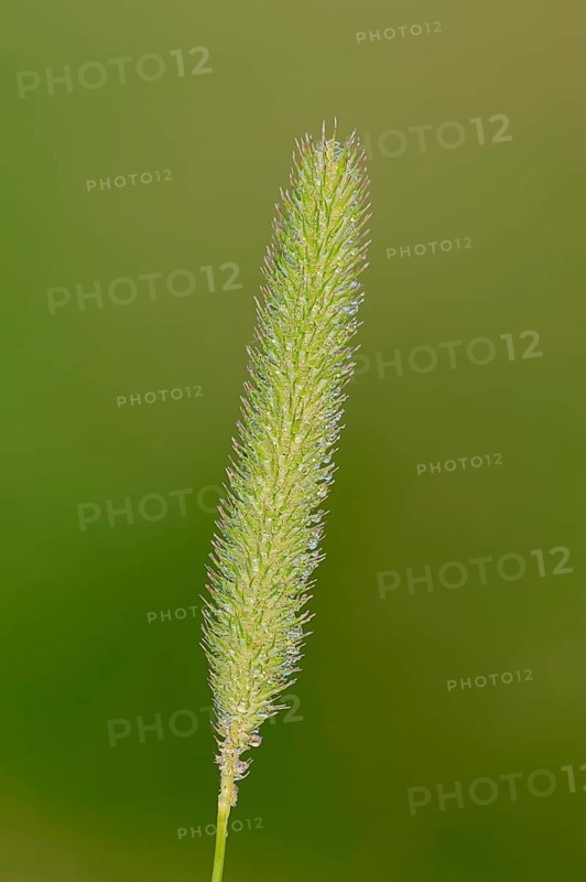 Timothy-grass (Phleum pratense)