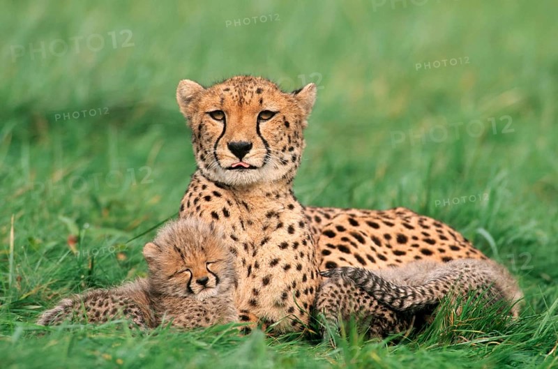 Cheetah (Acinonyx jubatus)
