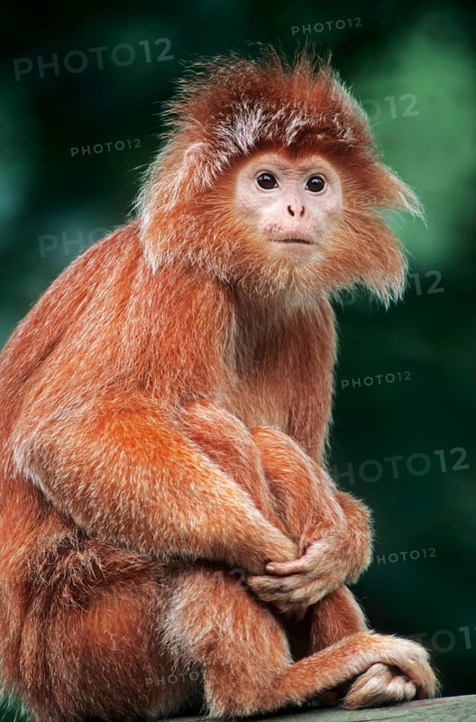 Eastern Javan lutung or spangled ebony lutung (Trachypithecus auratus auratus)