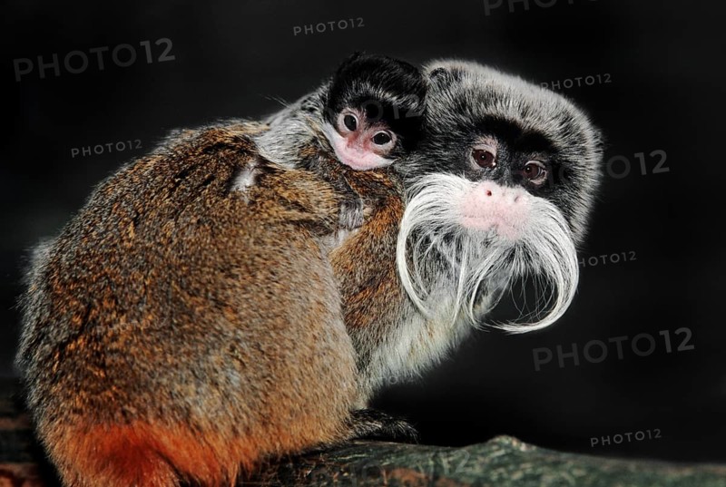 Emperor Tamarin (Saguinus imperator) with young