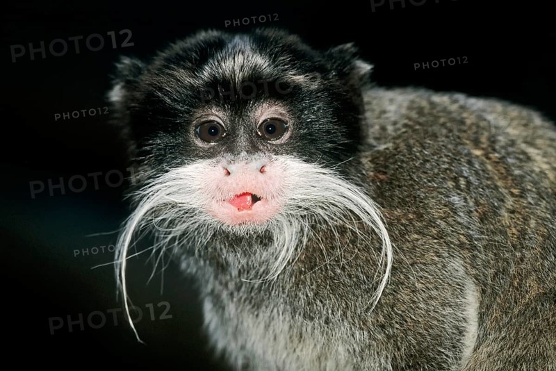 Emperor Tamarin (Saguinus imperator)