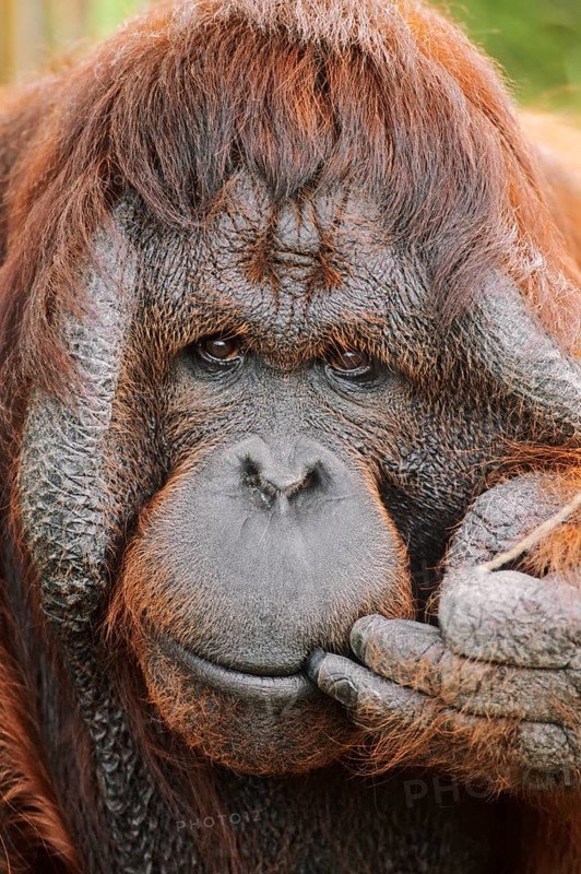 Bornean orangutan (Pongo pygmaeus)