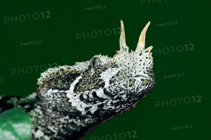 Rhinoceros viper (Bitis nasicornis)