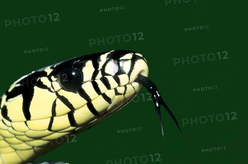 Caninana (Spilotes pullatus)