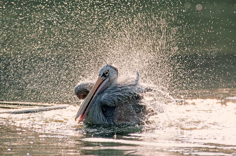 Pink-backed pelican (Pelecanus rufescens) bathing