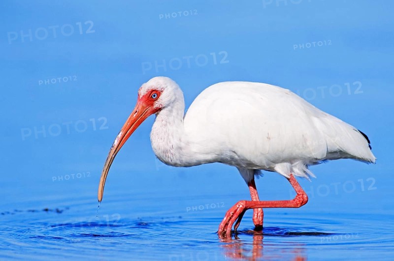 American white ibis (Eudocimus albus)