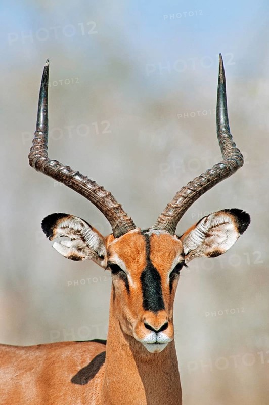Black-faced Impala (Aepyceros melampus petersi)