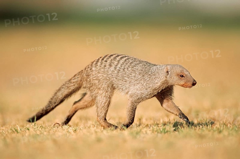 Banded mongoose (Mungos mungo)